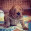 BernardGoldenDoodle - @bernard.goldendoodle - TikTok