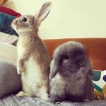 ❤️Bernard, Harriet & Gordon❤️ - @thebulldogandthebuns - Instagram