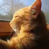 Bernard GOREL - @bernard.gorel - TikTok
