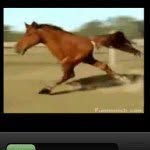 Bernard Hamilton - @bernard_the_2legged_horse - Instagram
