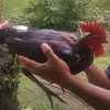 Bernard - @bernard.jo4 - TikTok