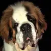 Kingsley - @kingsley_st_bernard - TikTok