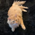 Bernard Ludwig Black The Cat (Bernie) - @bernardblack_thecat - Instagram