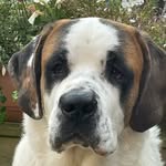 Ludi 🐾 - @ludwig_thesaintbernard - Instagram