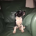 Bernard mcdermott - @poppydogcam - Instagram
