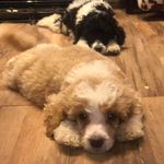 Bernard Mead - @feel_the_bernie_spoo - Instagram