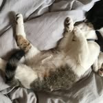Bernard - @bernard_minet_la_chatte - Instagram