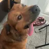Bernard_the_mix - @bernie..the..dog - TikTok