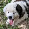 Monroe the St Bernard - @stbernardmonroe - TikTok