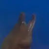 BernardMorton - @bernardmortonayauvps - TikTok