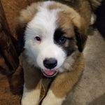 Newman - @newman_the_saint_bernard - Instagram