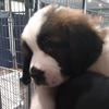 Piperthestbernard - @piperthestbernard - TikTok