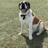 Reinhardt_TheSt.Bernard - @reinhardt_thest.bernard - TikTok