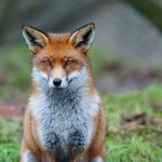 @bernard__le_renard - Instagram