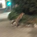 Bernard le Renard - @lerenardducimdix - Instagram