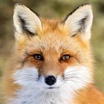 Bernard Le Renard - @bernard.lerenard.182 - Instagram