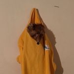 Bernard Le Renard - @bernard_le_renard - Instagram