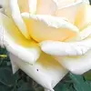 Bernard Renard - @bernard.renard0 - TikTok
