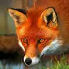 bernard renard - @bernard.renard - TikTok