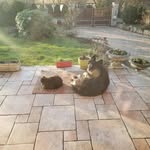 renard - @bernard.renard0467 - Instagram