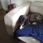 Bernard Reul - @snapperheaddog - Instagram