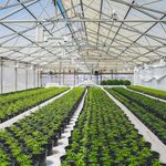 Bernard Richter - @cannabispropertiesforsale - Instagram