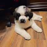 Ridley Dickinson the Bernard - @ridley_the_saint_bernard - Instagram