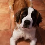Ridley May - @ridleythesaintbernard - Instagram