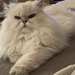Bernard Rigaud - @rigaud1951 - Instagram