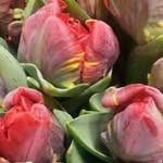 Bernard Rigaud - @bernard.rigaud29 - Instagram
