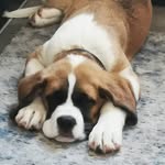 Riggs The Saint Bernard - @riggsthestbernard - Instagram