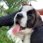 The Saint Riggs - @riggs_the_saint_bernard - Instagram