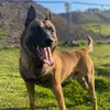 K9 Koba ireland☘️ - @bernardring - TikTok