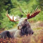 Bernard Robichaud - @bernard.robichaud - Instagram