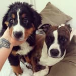 𝐁𝐄𝐑𝐍𝐀𝐑𝐃 🐾  𝐑𝐎𝐂𝐊𝐘 - @bernard.and.rocky - Instagram