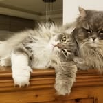 Bernard Roesch - @bernardroesch - Instagram