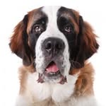 Bernard Stewart - @saint_bernard_fan_page - Instagram