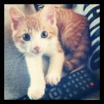 Bernie - @bernardvanderhouda - Instagram