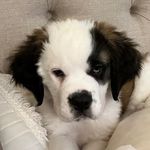 @st.bernard.winnie - Instagram