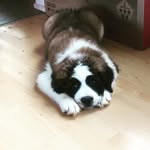 Winnie ✖️Saint Bernard✖️ - @st_bernard.winnie - Instagram