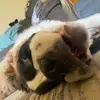Sir Winston the Saint - @winstonthesaintbernard - TikTok