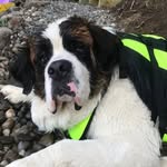 Winston - @st.bernard_winston - Instagram