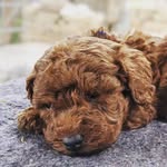 Winston - @winstonbernardthepoo - Instagram