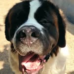 Winston - @winstonthegiantst.bernard - Instagram