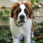 Winston - @winston_the_st_bernard - Instagram