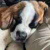 Winston 👑 - @winstonthestbernard - TikTok