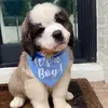 Winston the Saint Bernard - @winston.the.st.bernard - TikTok