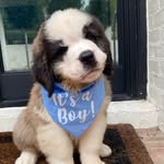 Winston the Saint Bernard - @winston.the.saint.bernard - Instagram