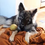 Bernard - @bernard_like_a_wolf - Instagram