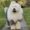 Paddington & Womble St Bernard - @paddingtondog0 - TikTok